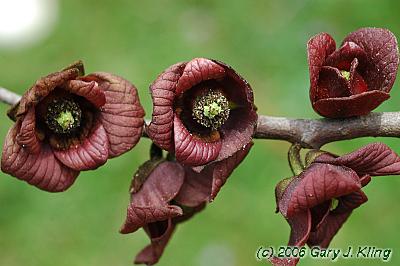 Asimina triloba