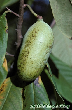 Asimina triloba