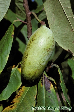Asimina triloba