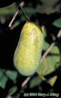 Asimina triloba