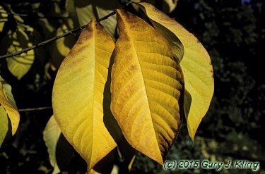 Asimina triloba