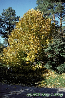 Asimina triloba