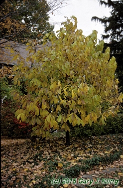 Asimina triloba