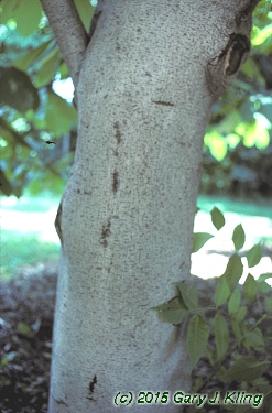 Asimina triloba