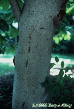 Asimina triloba