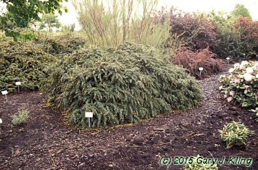 Berberis candidula