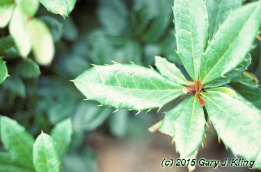 Berberis candidula