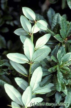 Berberis candidula