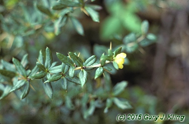 Berberis candidula