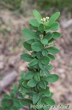 Berberis x 'Tara' (Emerald Carousel [R])