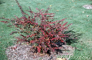 Berberis x 'Tara' (Emerald Carousel [R])