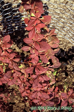 Berberis x 'Tara' (Emerald Carousel [R])