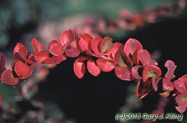 Berberis x 'Tara' (Emerald Carousel [R])