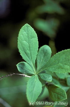 Berberis koreana