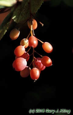 Berberis koreana