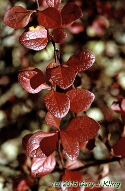 Berberis koreana
