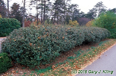 Berberis x mentorensis