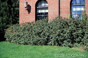 Berberis x mentorensis
