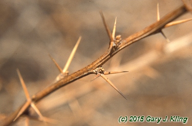 Berberis x mentorensis