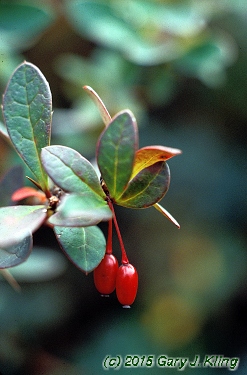 Berberis x mentorensis