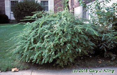 Berberis thunbergii