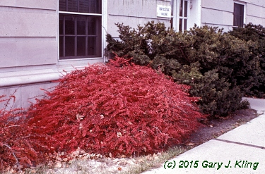 Berberis thunbergii