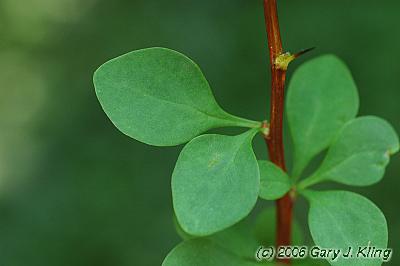 Berberis thunbergii