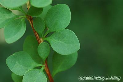 Berberis thunbergii