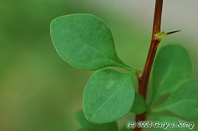 Berberis thunbergii