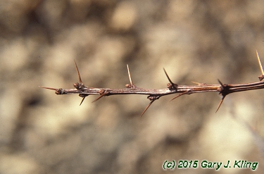 Berberis thunbergii