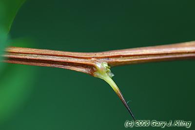 Berberis thunbergii