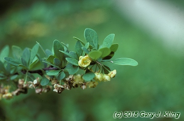 Berberis thunbergii