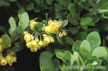 Berberis thunbergii