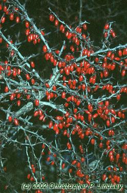 Berberis thunbergii