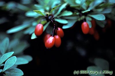 Berberis thunbergii