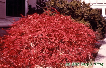 Berberis thunbergii