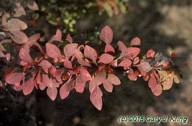 Berberis thunbergii