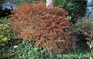 Berberis thunbergii