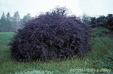 Berberis thunbergii var. atropurpurea'
