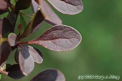 Berberis thunbergii var. atropurpurea'