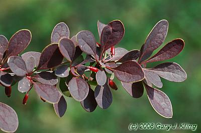 Berberis thunbergii var. atropurpurea'