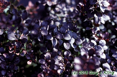 Berberis thunbergii var. atropurpurea'