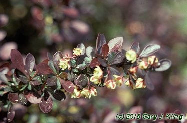 Berberis thunbergii var. atropurpurea'