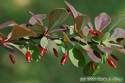 Berberis thunbergii var. atropurpurea'
