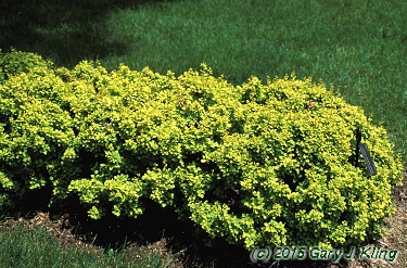 Berberis thunbergii 'Bogozam' [PP] (Bonanza Gold [TM])