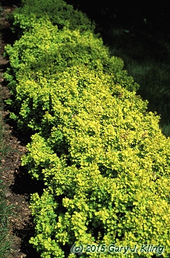 Berberis thunbergii 'Bogozam' [PP] (Bonanza Gold [TM]) habit: UIPLANTS