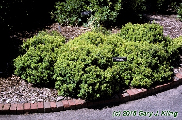 Berberis thunbergii 'Monlers' [PP] (Golden Nugget [TM])