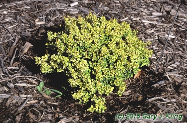 Berberis thunbergii 'Monlers' [PP] (Golden Nugget [TM])