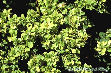 Berberis thunbergii 'Monlers' [PP] (Golden Nugget [TM])