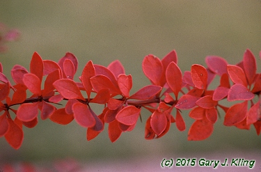 Berberis thunbergii 'Golden Ring'